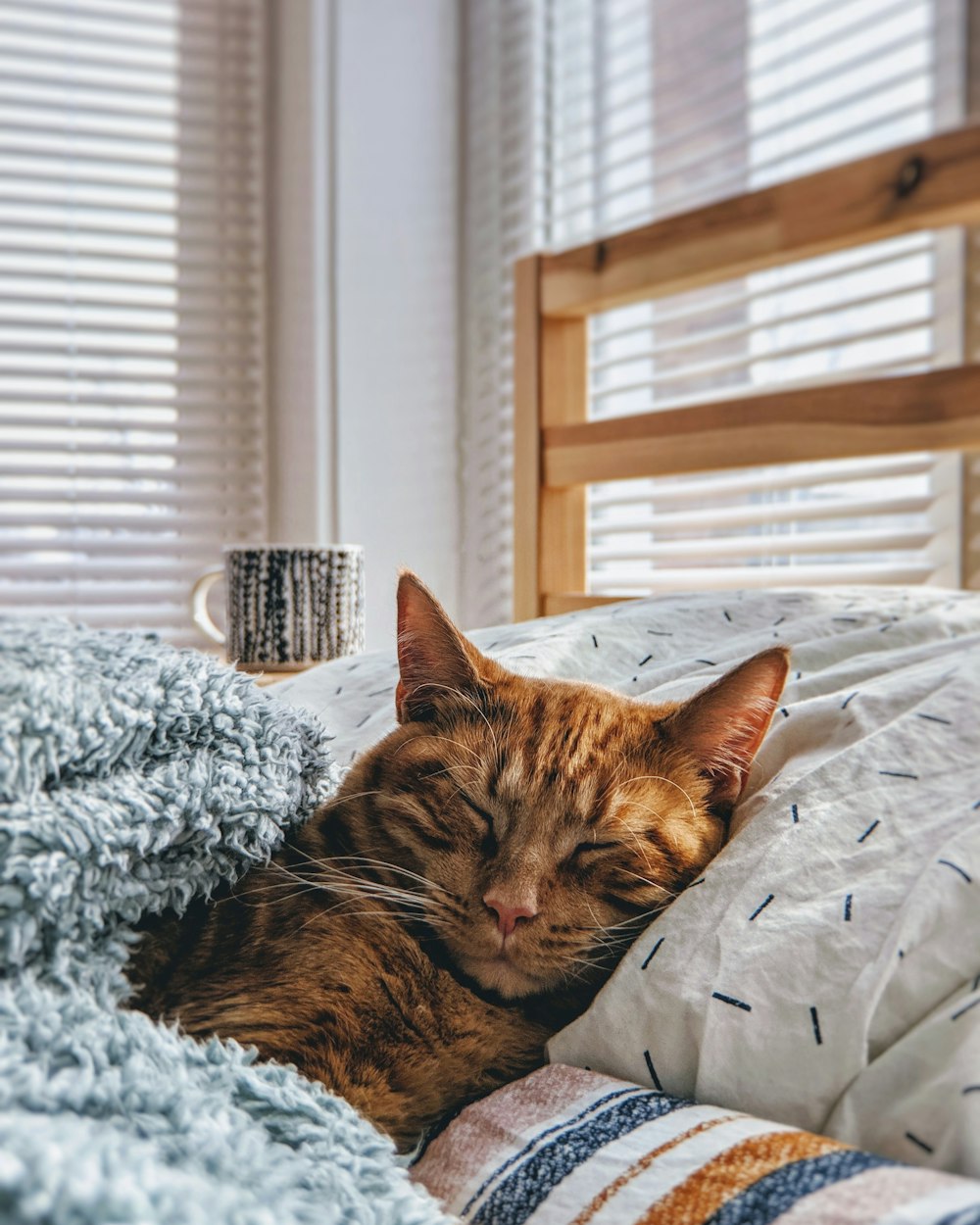 Luna curled up in the blankets by the window
