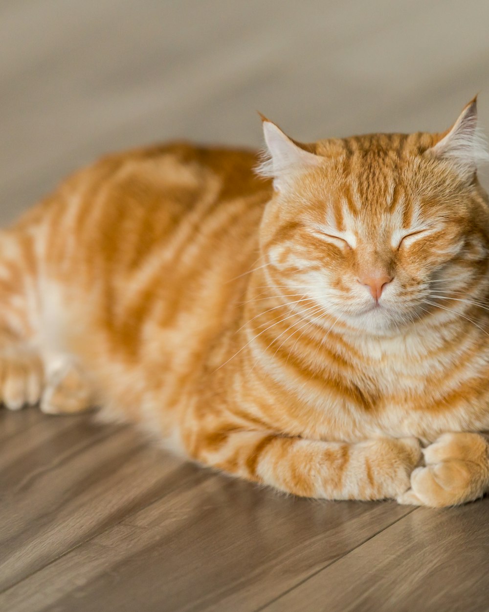 Luna, an orange tabby, asleep on the wooden floor in the sun