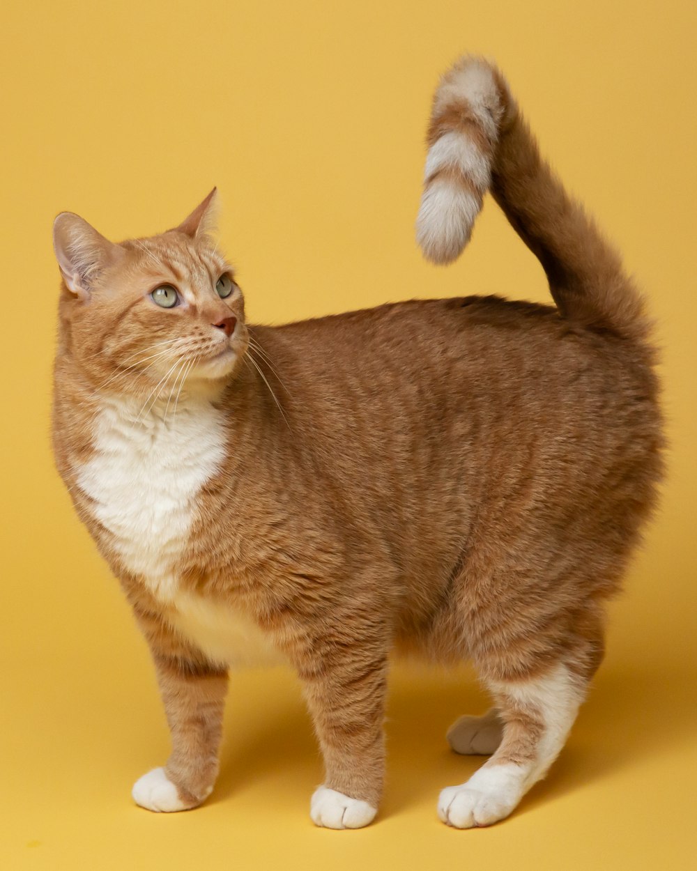 Luna standing tall against a yellow wall, tail up