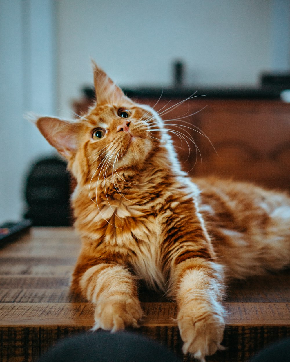 Luna crouched on the table, eyes on something off camera