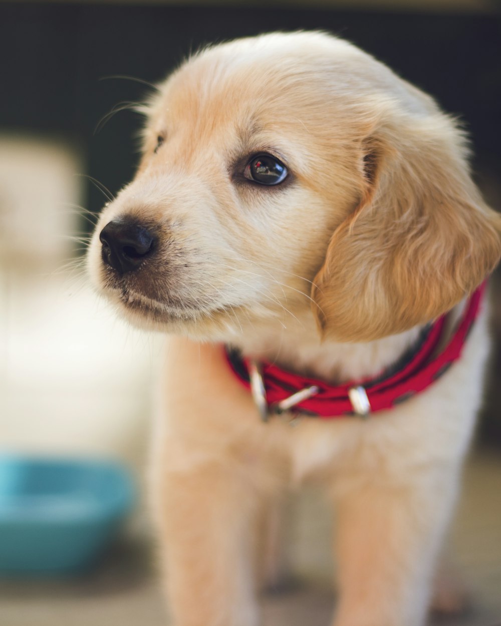 Eight-week-old Milo in a red collar on his first day home