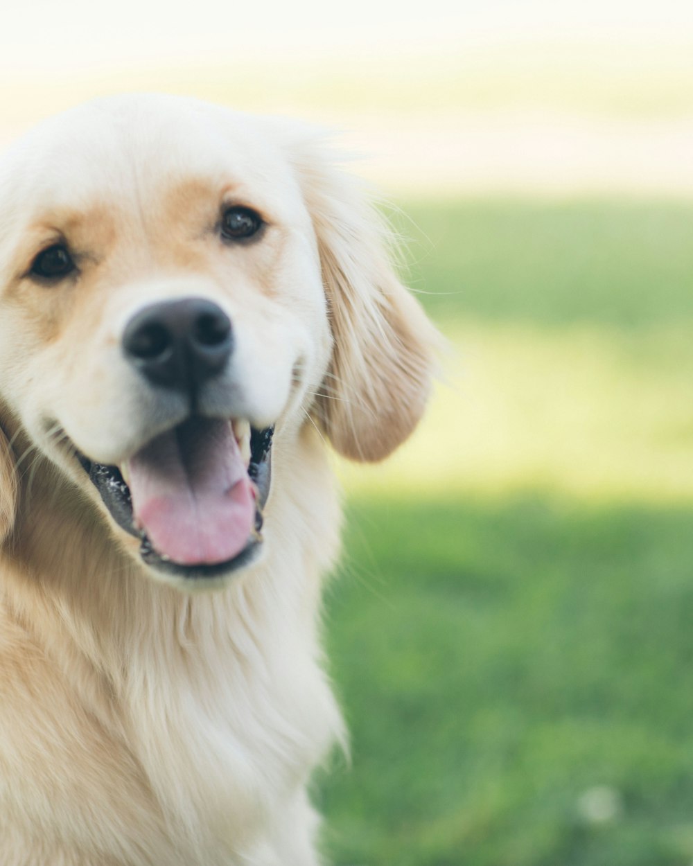 Milo, a golden retriever, grinning on the lawn