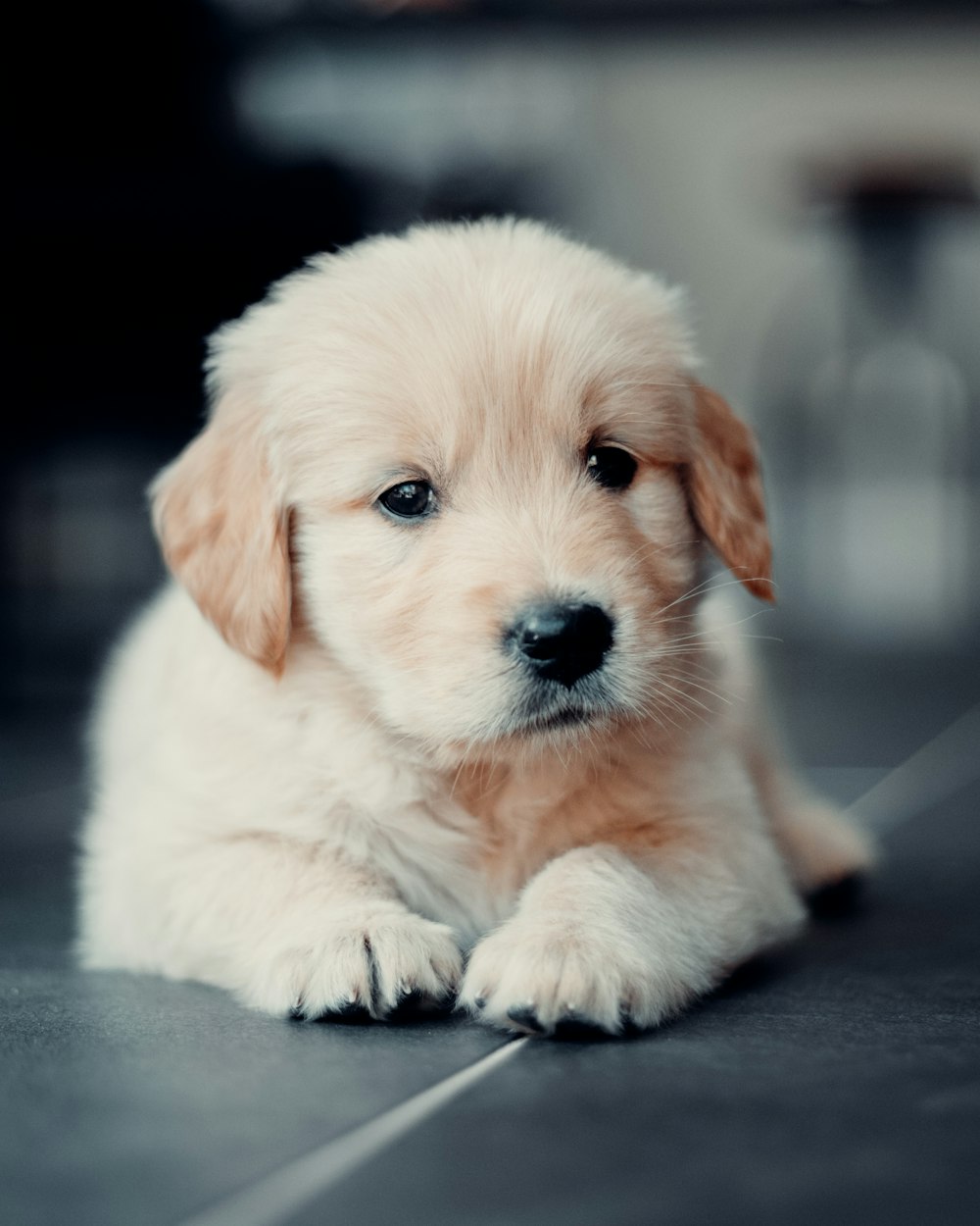 Fluffy puppy Milo lying on the kitchen floor