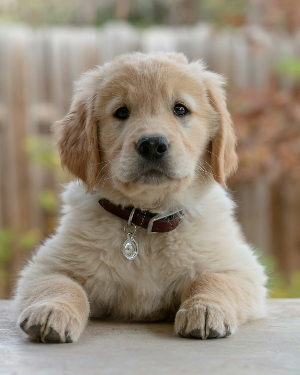 Puppy Milo lying on the porch, looking up