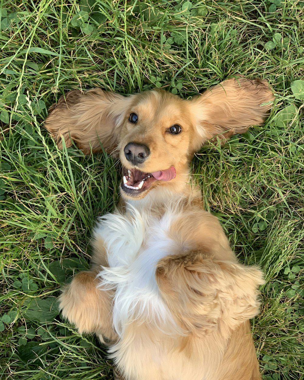 Milo rolling upside down in the grass, ears flying